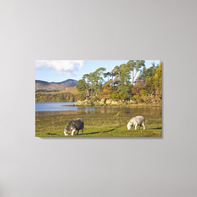 Herdwick sheep at Friars Crag, Derwentwater, 2 Canvas Print (Front)