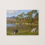 Herdwick sheep at Friars Crag, Derwentwater, 2 Jigsaw Puzzle<br><div class="desc">COPYRIGHT Paul Thompson / DanitaDelimont.com | EU33 PTH1072.jpg | Herdwick sheep at Friars Crag,  Derwentwater,  Lake District,  Cumbria,  England</div>