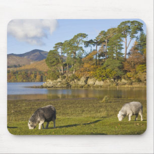 Herdwick sheep at Friars Crag, Derwentwater, 2 Mouse Mat