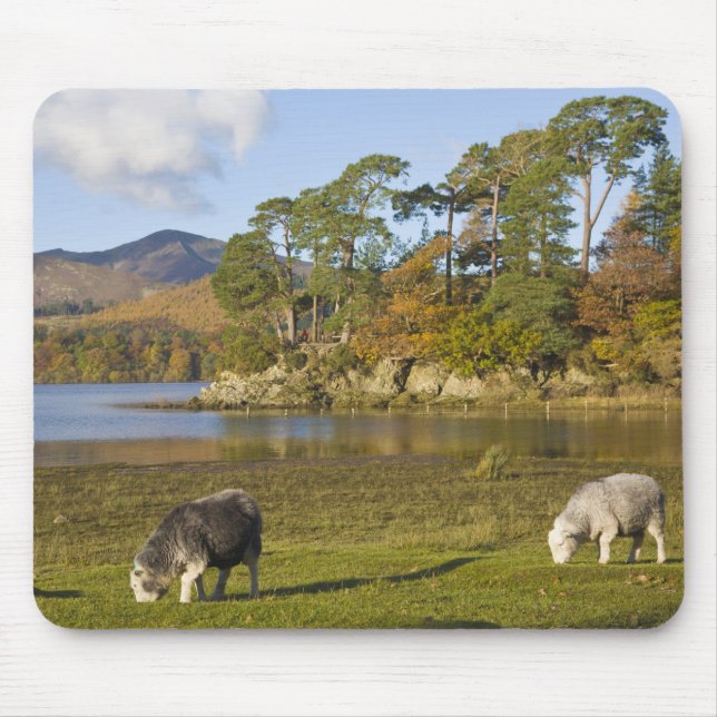 Herdwick sheep at Friars Crag, Derwentwater, 2 Mouse Mat (Front)