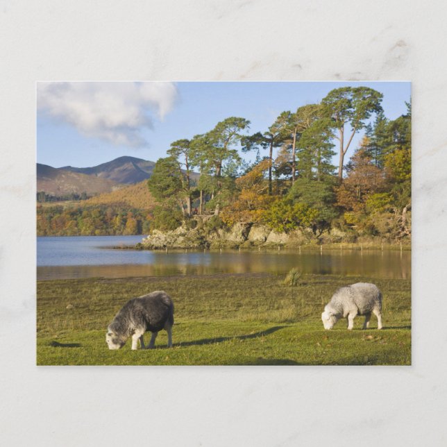 Herdwick sheep at Friars Crag, Derwentwater, 2 Postcard (Front)