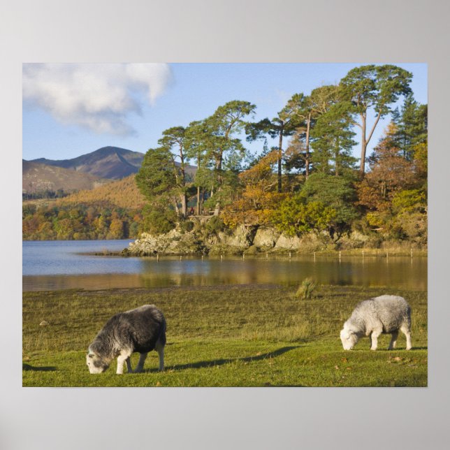 Herdwick sheep at Friars Crag, Derwentwater, 2 Poster (Front)