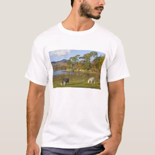 Herdwick sheep at Friars Crag, Derwentwater, 2 T-Shirt