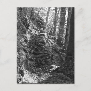 Herdwick Sheep, Cumbria Postcard