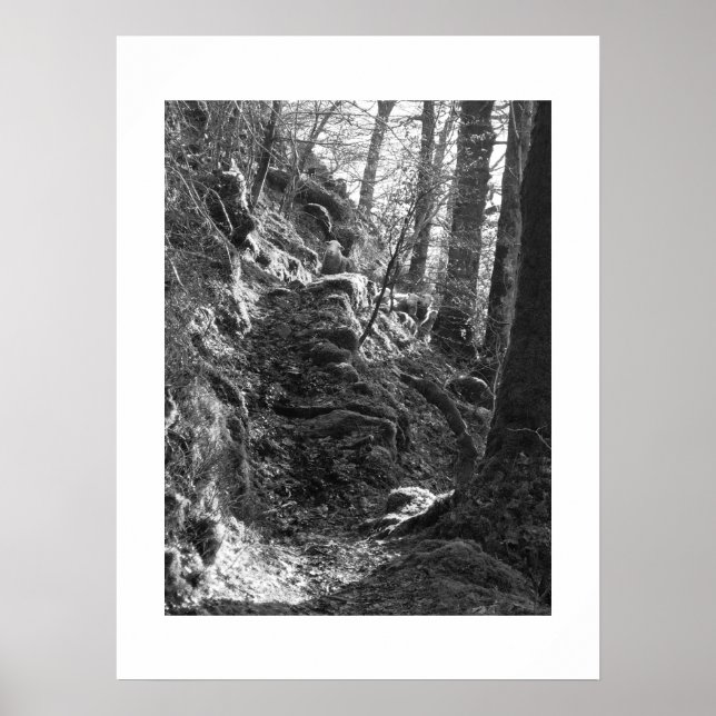 Herdwick Sheep, Cumbria Poster (Front)