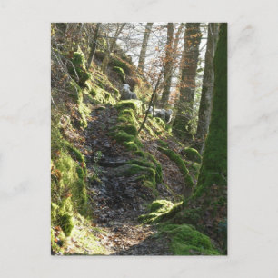 Herdwick Sheep in Cumbria Postcard
