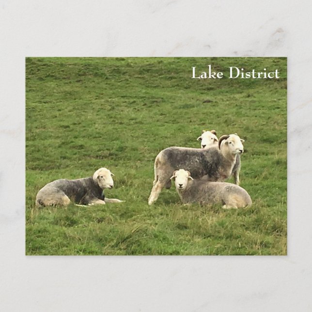 Herdwick Sheep Lake District Postcard (Front)