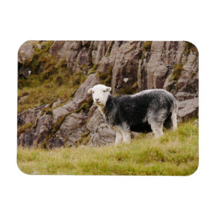 Herdwick Sheep Magnet