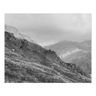 Herdwick Sheep on Lakeland Fells Poster