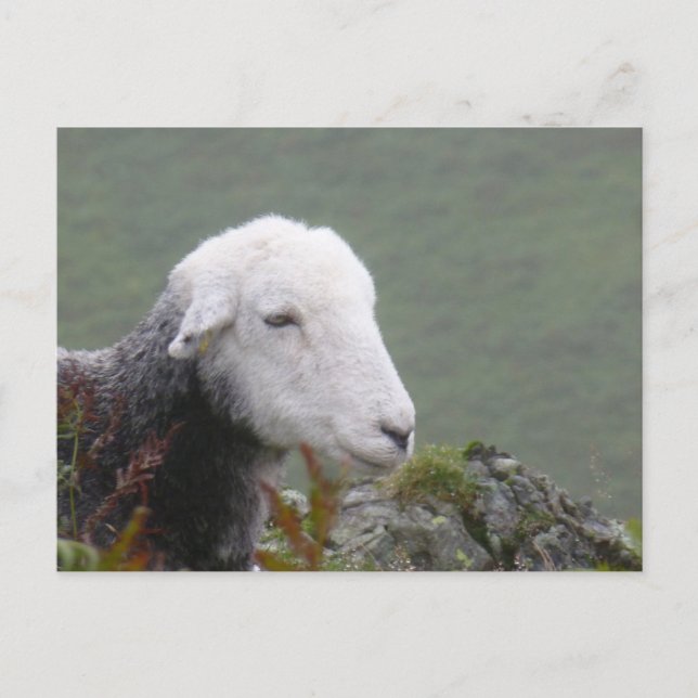 Herdwick Sheep Postcard (Front)