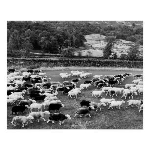 Herdwick Sheep Poster