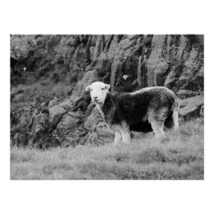 Herdwick Sheep Poster