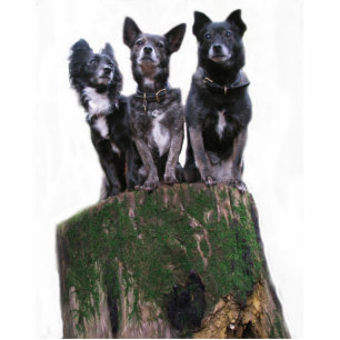 Here are the dogs on a log. standing photo sculpture