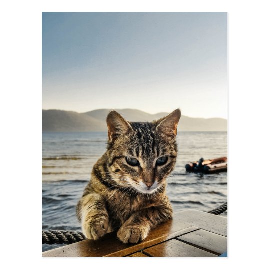 "Here I am" says the Cat Postcard