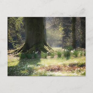 Here there be Faeries Postcard