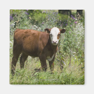 Hereford calf (Bos taurus) in prairie pasture Magnet