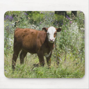 Hereford calf (Bos taurus) in prairie pasture Mouse Mat