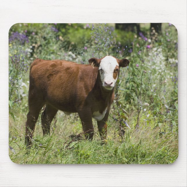 Hereford calf (Bos taurus) in prairie pasture Mouse Mat (Front)