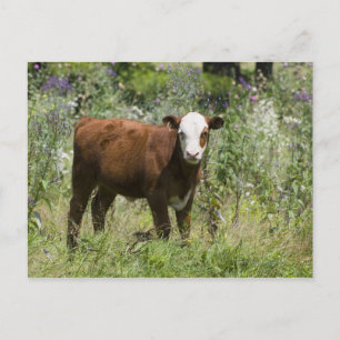 Hereford calf (Bos taurus) in prairie pasture Postcard