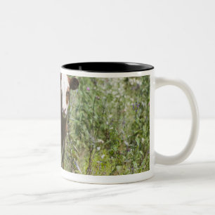 Hereford calf (Bos taurus) in prairie pasture Two-Tone Coffee Mug