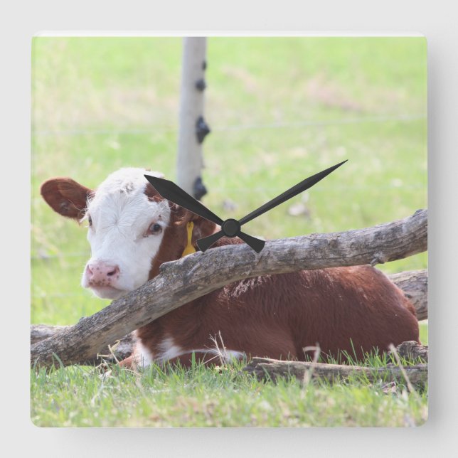Hereford Calf Resting in the Pasture Square Wall Clock (Front)