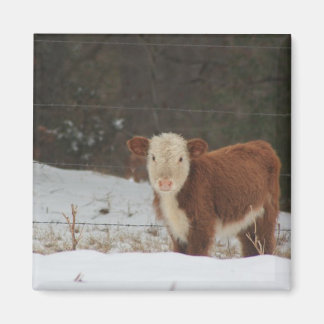 Hereford Calf - Rustic Farm Magnet