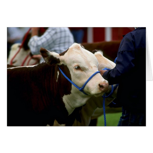 Hereford Cattle (Front Horizontal)