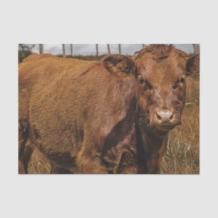 Hereford Cow Baby at Field Landscape Tissue Paper