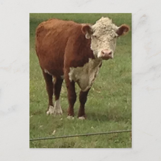 Hereford Cow says Hello Postcard (Front)