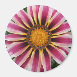 Hereford Magnet