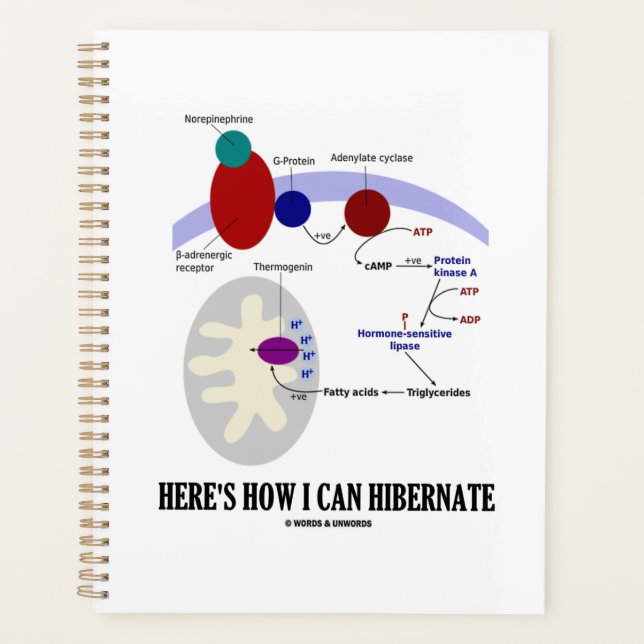 Here's How I Can Hibernate Thermogenesis Planner (Front)