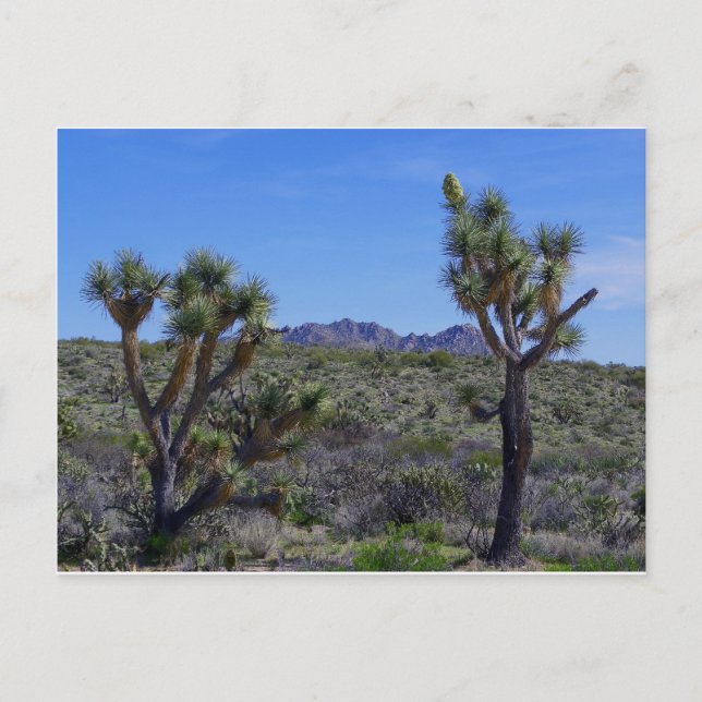 Here's Johnny... Postcard (Front)