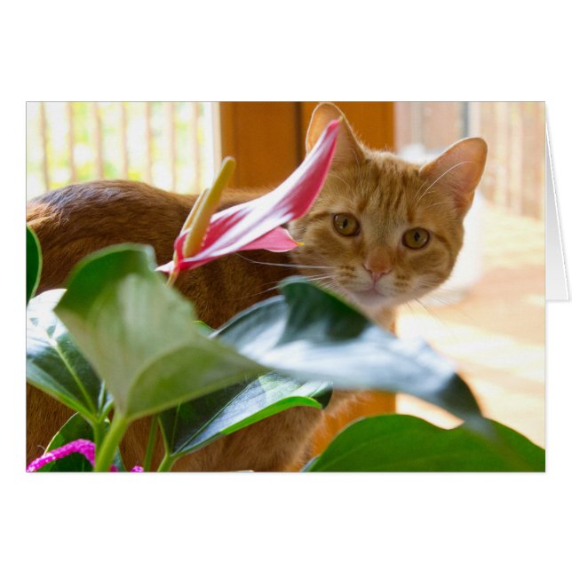 Here's looking at you (Front Horizontal)