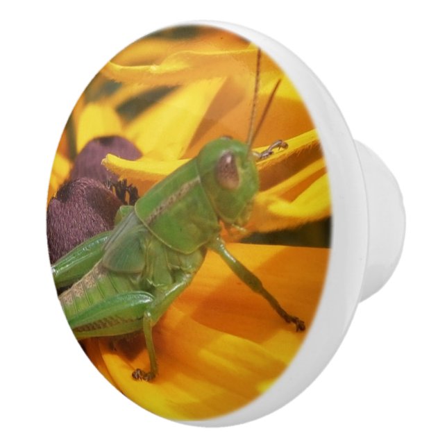 Here's Looking at You - Grasshopper Ceramic Knob (Right)
