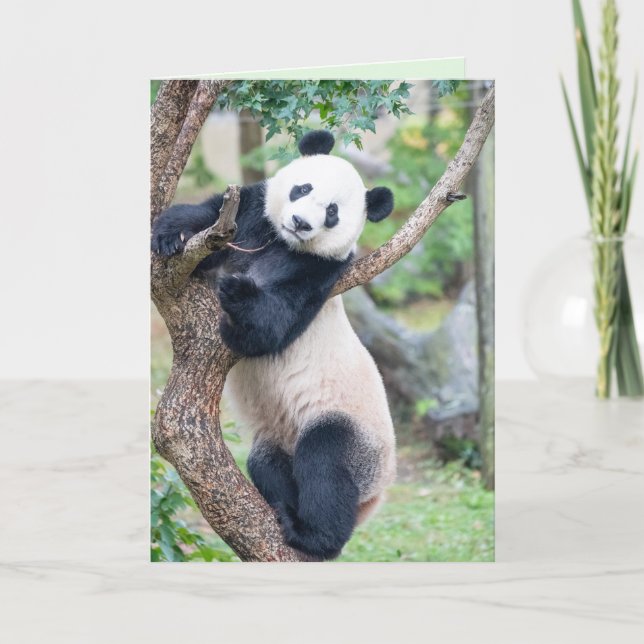 Here's Looking at You Panda Greeting Card (Front)