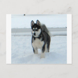 Here's Trouble Postcard