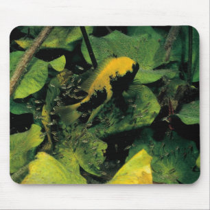 Herichthys labridens from Media Luna Mouse Mat
