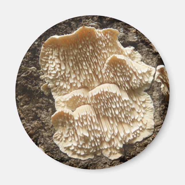 Hericium cirrhatum Mushroom Magnet (Front)