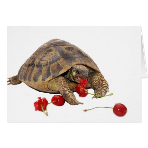 Image of Hermann Tortoise and Strawberries