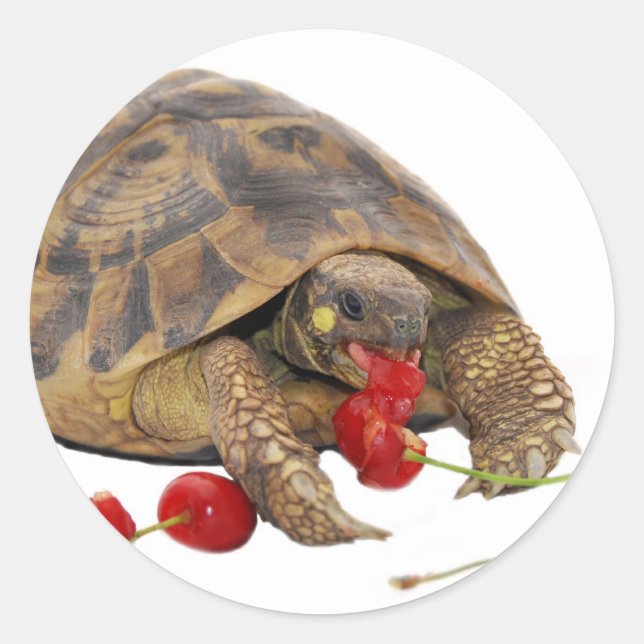 Hermann Tortoise and Strawberries Classic Round Sticker (Front)
