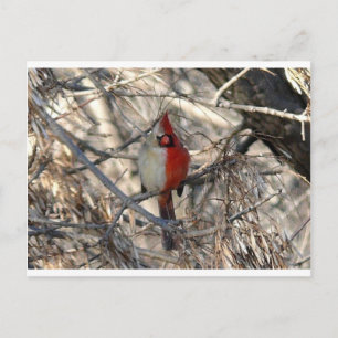 Hermaphadite Cardinal Bird Postcard