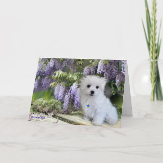 Hermes the Maltese Birthday Card