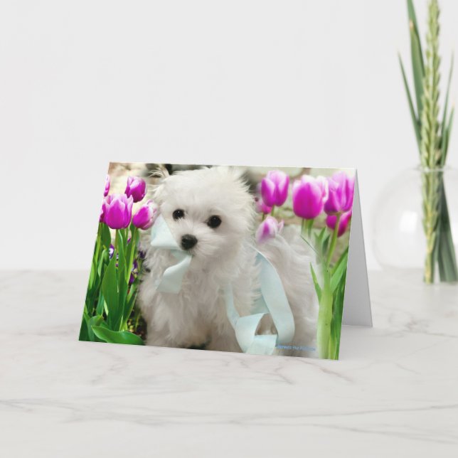 Hermes the Maltese Birthday Card (Front)