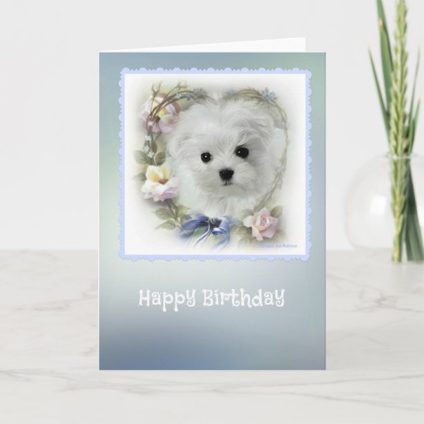 Maltese Birthday Cards | Zazzle UK