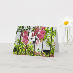 Hermes the Maltese Blank Greeting Card