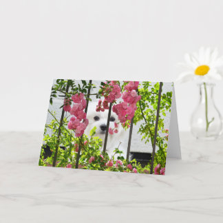 Hermes the Maltese Blank Greeting Card