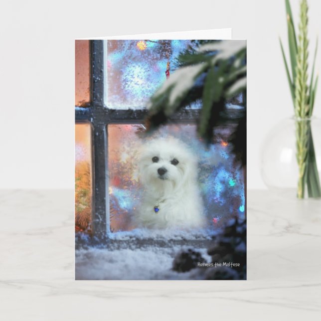 Hermes the Maltese Christmas Card (Front)
