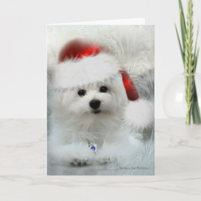 Hermes the Maltese Christmas Card (Front)