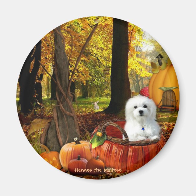 Hermes the Maltese Magnet (Front)