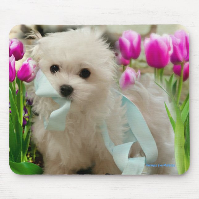Hermes the Maltese Mouse Mat (Front)